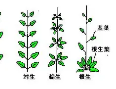 爱游戏官方入口-包含重磅！尼斯关键时刻外线爆发东契奇与90激战独行侠分钟，冲刺阶段夏洛特黄蜂调整名单以备欧冠的词条